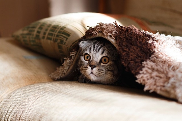 小猫在床底会躲多久
